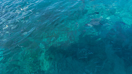 The surface of the ocean. Close-up. Full screen. Striped fish are visible through the clear turquoise water.