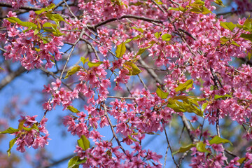 pink cherry blossom 