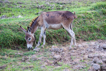 donkey grazing on green grass in rural farmland countryside landscape with natural background