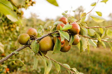 Spotted pear orchard