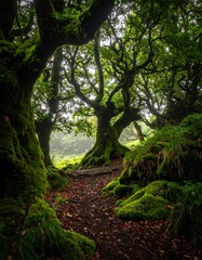 Misty forest path through ancient trees