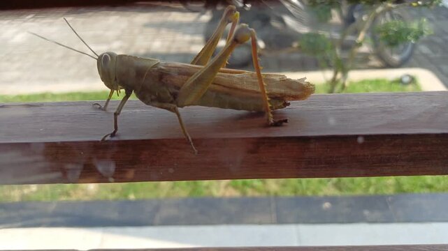 brown grasshopper walks behind a windowpane against a blurred courtyard. The concept of everyday environmental ecology.