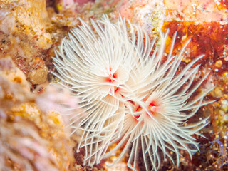 ケヤリムシ, Feather Duster Worm, Sabellastarte japonica, ケヤリムシ科,
他の群れ。
静岡県伊豆半島南伊豆町中木ヒリゾ浜-2025年
