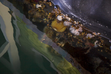 Coral on the rock in the sea, close up of photo marine life nature underwater ecosystem - sea anemones, seaweed underwater in Victoria, BC, Pacific ocean life