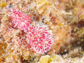 ウミトサカ, Alcyonacea, ウミトサカ科,
アカトゲトサカ, トゲトサカ,  Dendronephthya, チヂミトサカ科,
ソフトコーラル, Soft Coral,
他の群れ。
静岡県伊豆半島南伊豆町中木ヒリゾ浜-2025年
