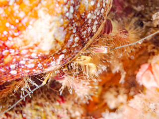 ホンドオニヤドカリ, Hermit Crab, Aniculus Miyakei, ヤドカリ科,
他の群れ。
静岡県伊豆半島南伊豆町中木ヒリゾ浜-2025年
