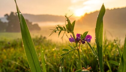 Misty Sunrise Meadow Bloom