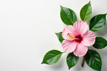 Obraz premium Delicate Pink Hibiscus Blossom with Lush Green Foliage on a White Background