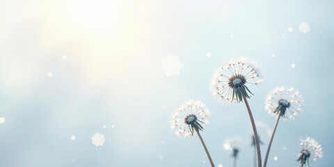Obraz premium Serene Dandelions in Soft Light, Gently Swaying in a Gentle Breeze, Seeds Drifting on a Calm Day