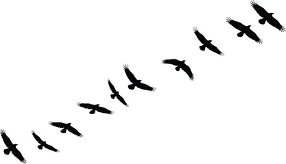 Silhouette sequence of bird in flight, eagle hawk wings spread, avian motion study, wildlife illustration, ornithology concept, educational nature graphic, predator soaring sky design