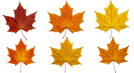 Six Vibrant Maple Leaves In Autumn Colors Red Orange Yellow maple leaf fall