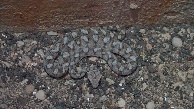 4K Footage of Echis coloratus (Painted Carpet Viper) Hissing and Threat Display in Desert Habitat &ndash; Defensive Snake Behavior