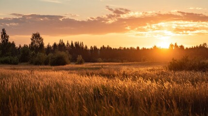Fototapeta premium Golden sunset over a vast wild grass field with dense forest in the background, tranquil nature landscape with warm sunlight and serene outdoor scenery