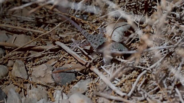 4K Footage of Rough-Tailed Gecko (Hemidactylus turcicus) Moving Among Branches and Leaves on Ground &ndash; Reptile Wildlife in Natural Habitat