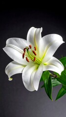 Fototapeta premium A macro closeup of a beautiful white lily blossom on a black background