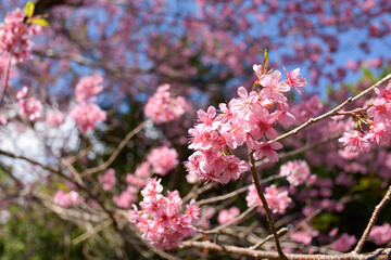cherryblossoms or pink flower