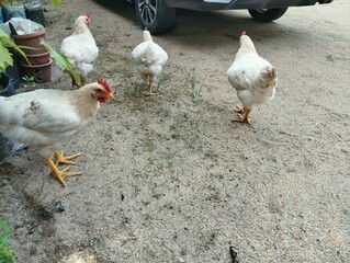 Free range chicken