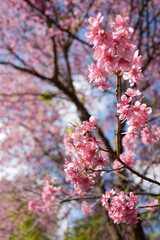 pink cherry blossoms