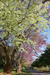 cherry blossom in spring