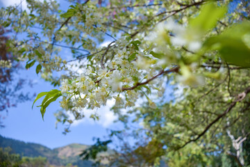 white flowers in spring