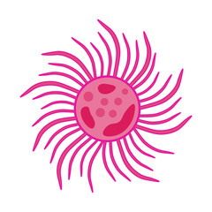 Actinophrys Protozoa