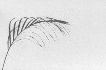 Palm tree leaf shadow on textured wall background, black and white tropical leaves silhouette, abstract plant branch decoration, floral pattern backdrop, foliage border, art natural frame, copy space