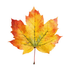 Obraz premium Autumn maple leaf isolated