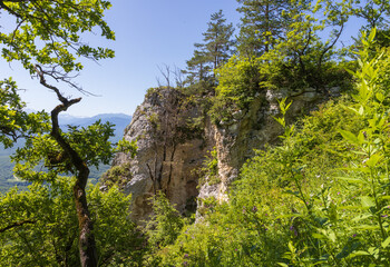mountainous landscape in summer with flowering vegetation