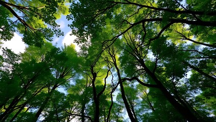 Fototapeta premium Canopy View Lush Green Trees Against a Bright Blue Sky with Clouds.