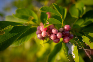 bunch of red grapes.Pinkish-red wild fruit in the evening light
