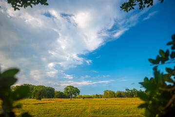 summer landscape with trees.blue sky and white clouds.