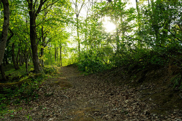 Obraz premium A fresh green forests path way illuminated by the setting sun.
