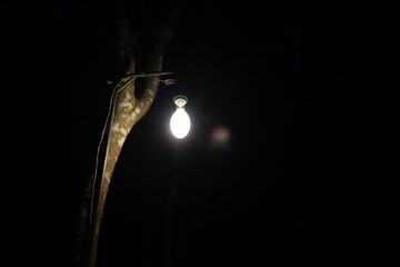 Light bulbs hanging on white trees at night