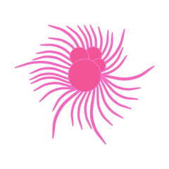 Globigerina Protozoa