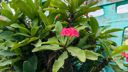 Beautiful crown of thorns red flowers blooming gracefully in outdoor environment
