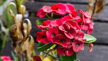 Beautiful red flowers of crown of thorns blooming brightly together naturally