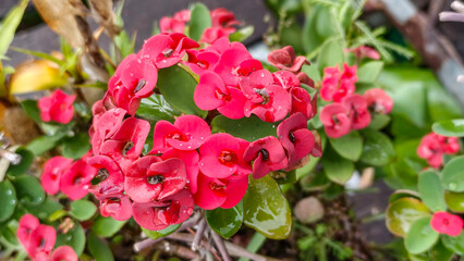 Fototapeta premium Bright red crown of thorns blossoms shining beautifully in natural sunlight