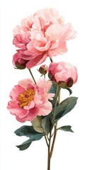 Obraz premium Delicate Pink Peonies Floral Bouquet Close Up