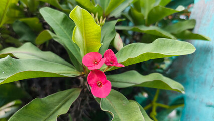 Euphorbia milii displaying clustered red blossoms shining with green leaves background