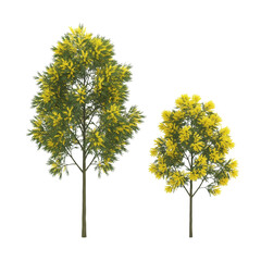 Fototapeta premium Mimosa Tree with Yellow Flowers Duo isolated on transparent background