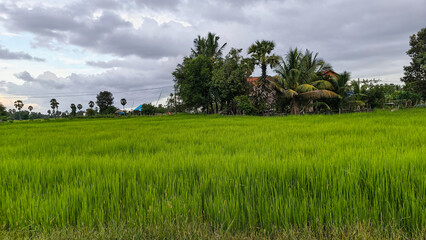 Rice paddy fields under gray cloudy sky rural natural view