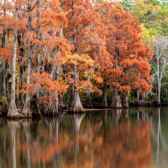 Fiery Autumn Cypress Trees Reflecting in a Swamp