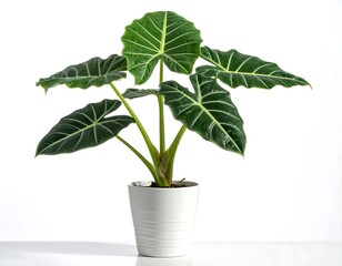 Fototapeta premium Potted plant, vibrant green leaves (2)