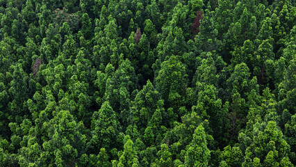 Dense forest canopy aerial perspective symbolizing environmental care and eco friendly living.