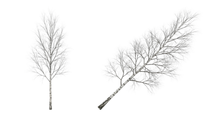 Leafless Birch Tree Collection isolated on transparent background (2)