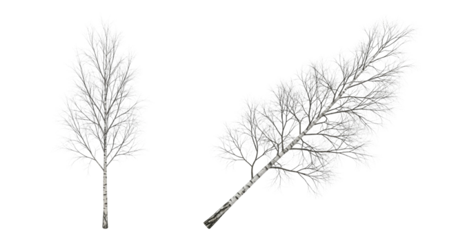 Leafless Birch Tree Collection isolated on transparent background (2)