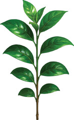 Jasmine Plant Seedling Without Blooms