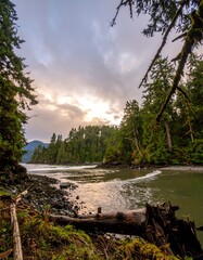 Forest landscape, rocky shore