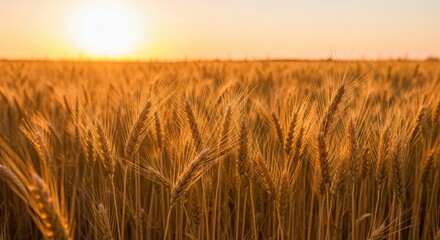 Naklejka premium Golden wheat field at sunset, evoking agricultural abundance and rural beauty