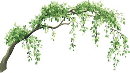 Fototapeta premium Graceful weeping willow tree branch with lush green leaves against a white background